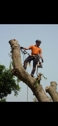 Spring Tree Removal Kawartha Lakes Peterborough Area Preview