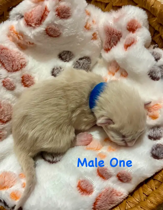 Last Purebred Traditional Ragdoll Kitten in Cats & Kittens for Rehoming in Annapolis Valley - Image 7