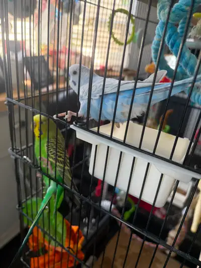 2 Female Budgies with Full Cage and Accessories, View more