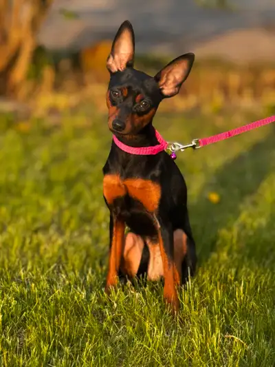 Pinscher nain, View more