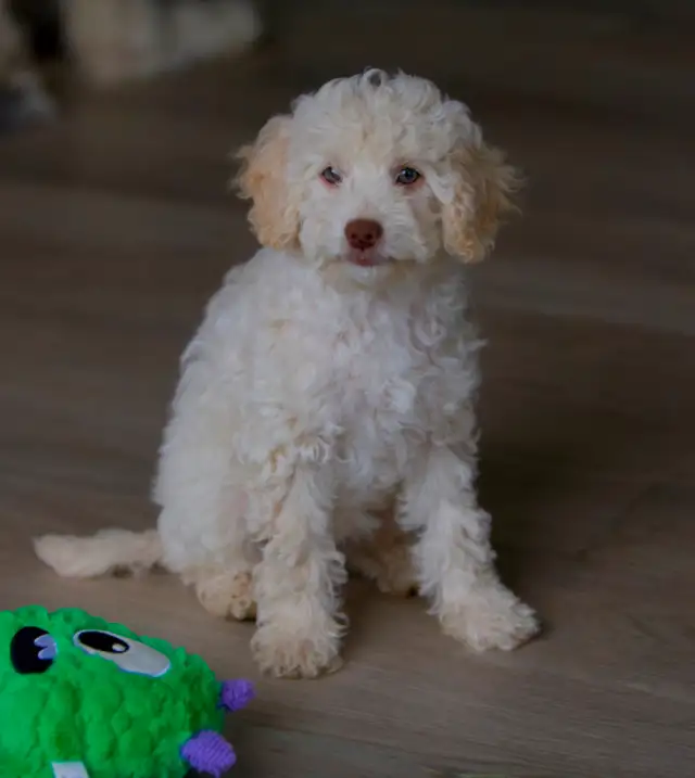 Minis Aussiedoodle F1B ... Adorable in Dogs & Puppies for Rehoming in Drummondville - Image 4