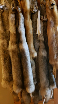 Coyote and Fox dressed fur