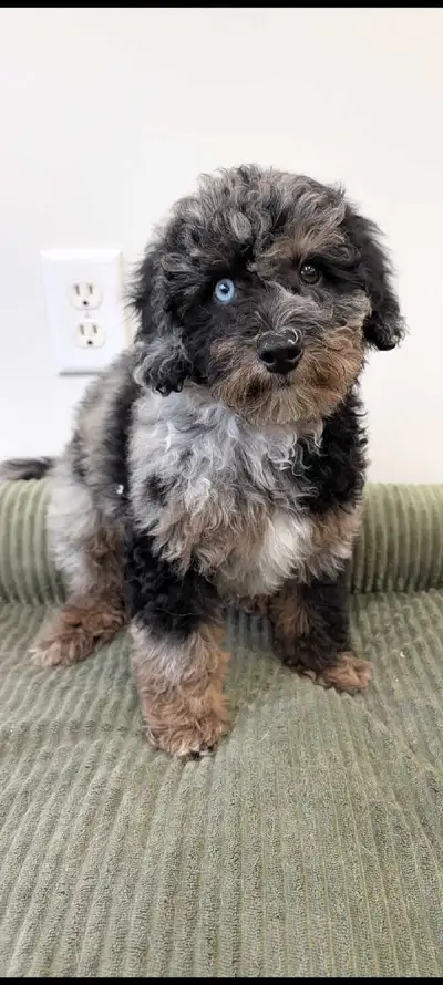 toy poodle puppies, View more
