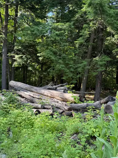 Free Firewood/Logs, View more