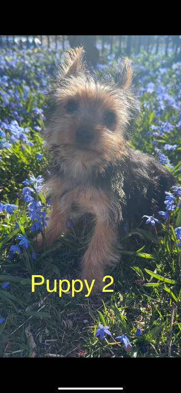 Gorgeous lovely Yorkie puppies in Dogs & Puppies for Rehoming in City of Toronto - Image 4