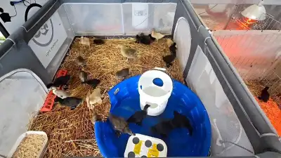 So many ducklings available this week, 5 minutes SW of spruce grove. Plus more coming out of incubat...