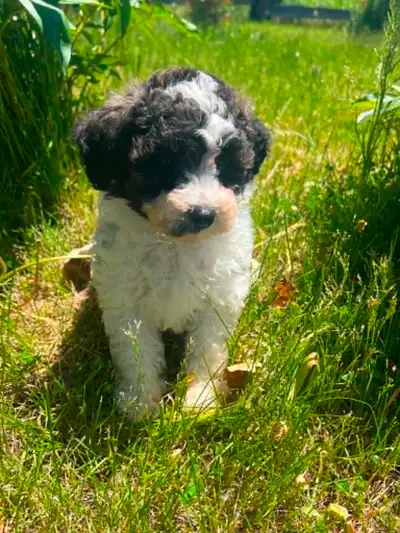 Bichon mixed with Bichon shih tzu, View more