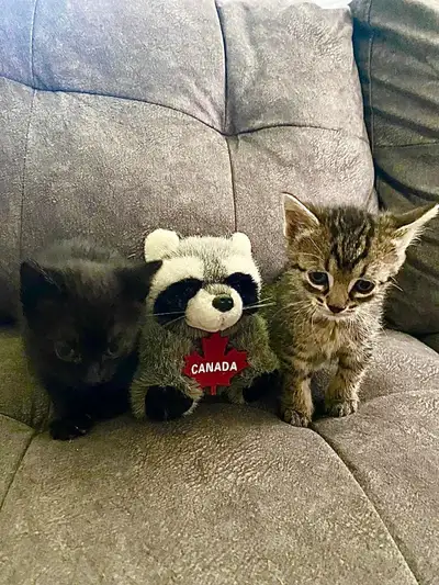 Kittens looking for a home , View more