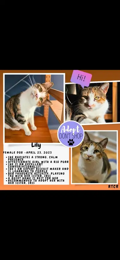 Lily-spayed female cat for adoption!, View more