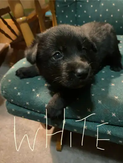 4 pups left, Ready to go now - German Shepherd×Border Collie,, View more