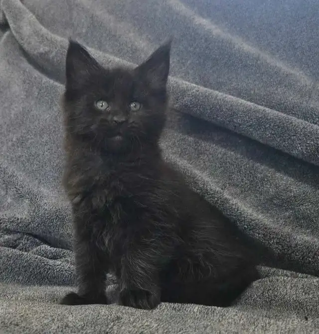 Maine Coon 2 femelles 3 mois - reayd to go in Cats & Kittens for Rehoming in Laval / North Shore - Image 9