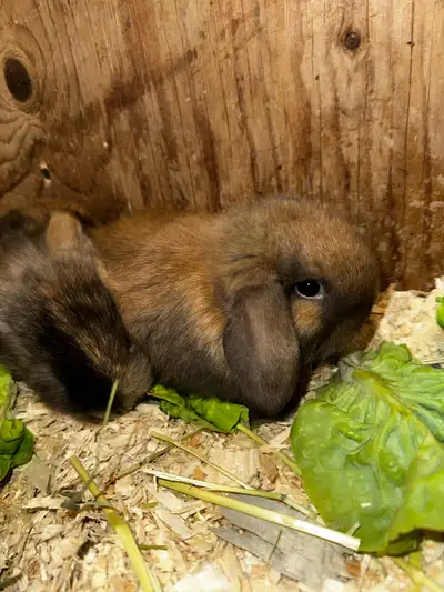 Holland Lop Bunny, View more