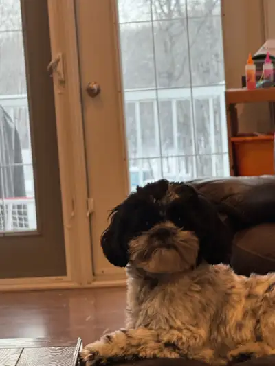 Springer Spaniel/Shitzu, View more