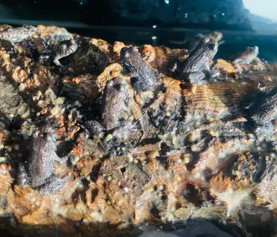 Fire Bellied Toads! Babies and Tadpoles availavle! , View more