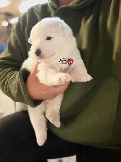 CKC REG’ed Samoyed Puppies OFA Cleared Parents, View more