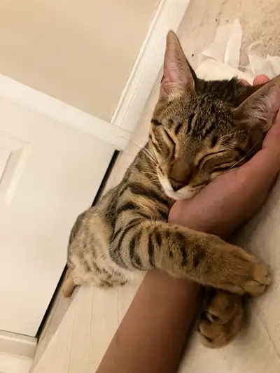 bengal kitten, View more