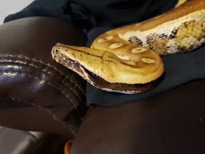 Blood Python(blonde) 6yr old female caramel in color (docile), View more