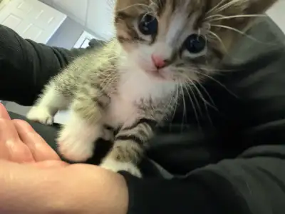 sweet babies ready for their forever homes!, View more
