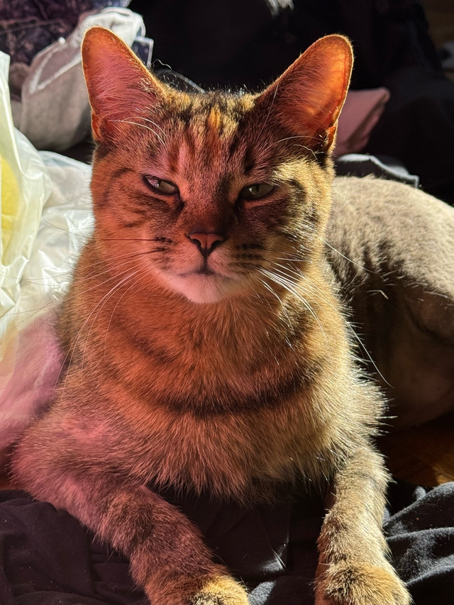 Rehome cat asap in Cats & Kittens for Rehoming in City of Toronto - Image 2