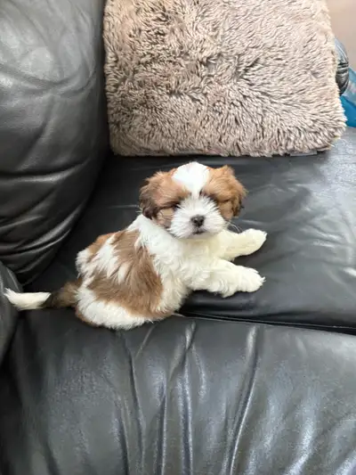 Beautiful Bichon-Shih Tzu Puppies!, View more