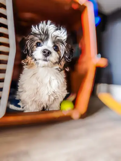 Puppy for sale, View more