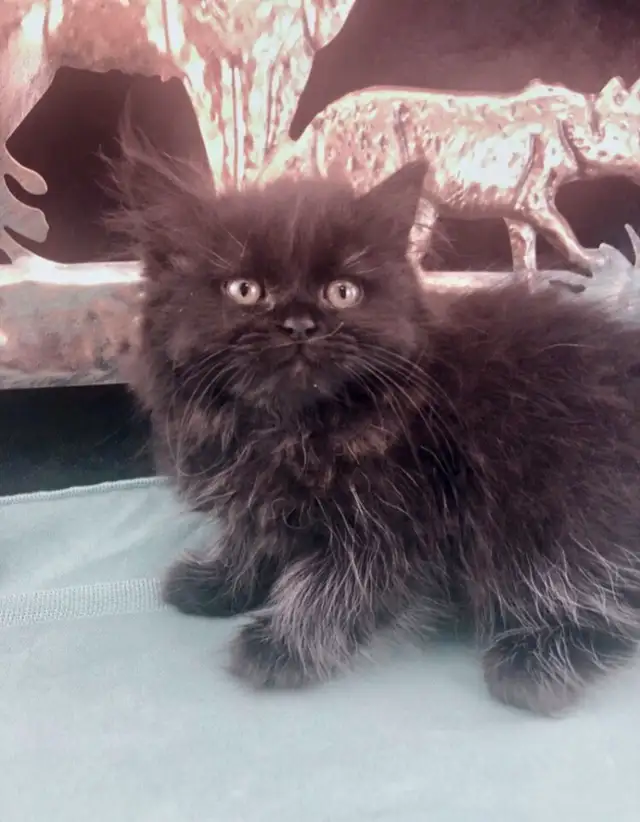 Purebred Maine Coon Snugglebug for Sale