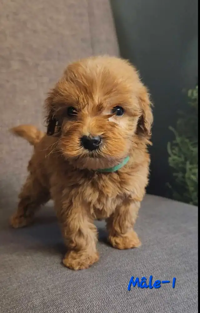 Prêts a partir *Whoodle Mini in Dogs & Puppies for Rehoming in West Island - Image 8