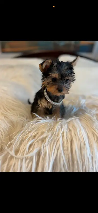Yorkshire terrier puppies, View more