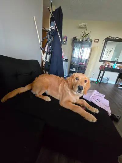 6 months Golden retriever looking for a new family .‍❤️ Update all the vaccination ,microchip health...