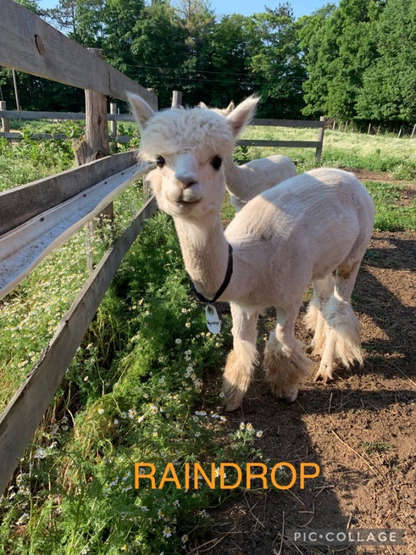 Alpacas for sale Livestock Sault Ste. Marie Kijiji