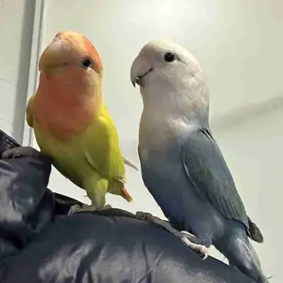Lovebird pair, View more