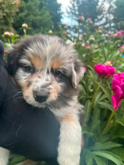 AUSTRALIAN SHEPHERD PUPPIES, View more