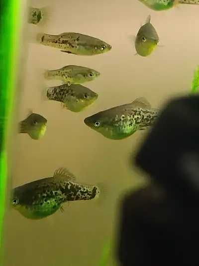 RARE NANO species platy: Xiphophorus milleri pairs $30 (M/F), View more