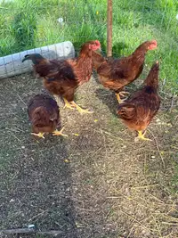 Rhonde island red roosters 