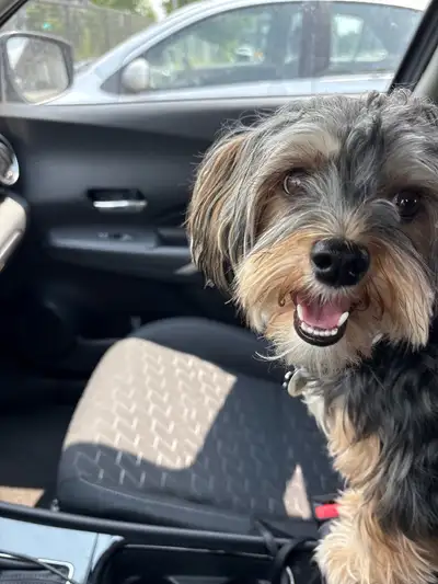 Gentil petit Morkie d’un an et demi, View more
