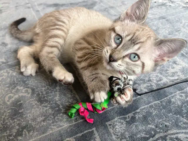 Ragdoll Bengal Mix Kittens-vaccinated | Cats & Kittens for Rehoming ...