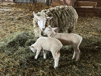 Two ewes and lambs