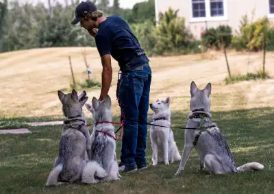 Dog Boarding Services, View more