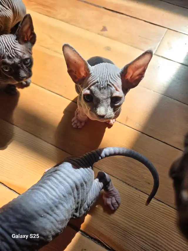 Chats Sphynx  in Cats & Kittens for Rehoming in Saint-Hyacinthe - Image 4