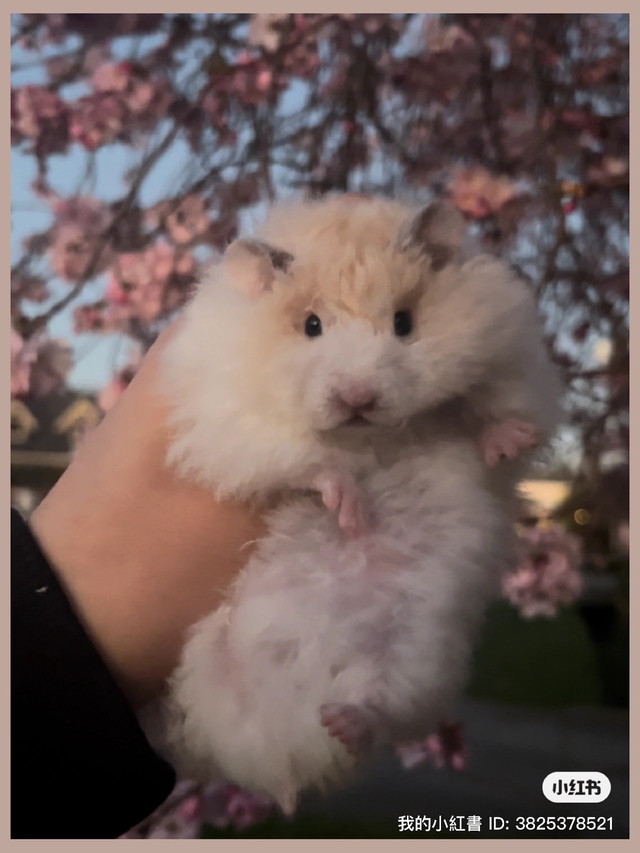Cherry blossom hamsters in Small Animals for Rehoming in Burnaby/New Westminster