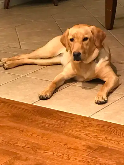 Reg Yellow Labrador 3 year old female $550 and Fox Red Labrador puppies ready for new homes in July...