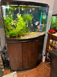 46g Bow Front Planted Aquarium and Matching Base.with Fish