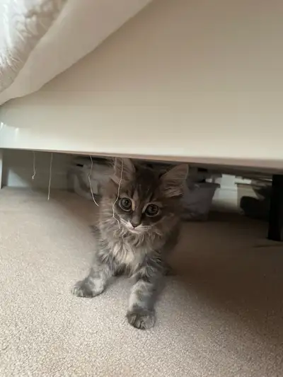 Stunning 9-Week Female Siberian Kitten, View more