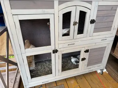 pigeons with cage for beginners, View more