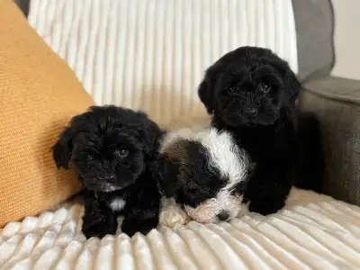 Shihtzu/poodle girls, View more