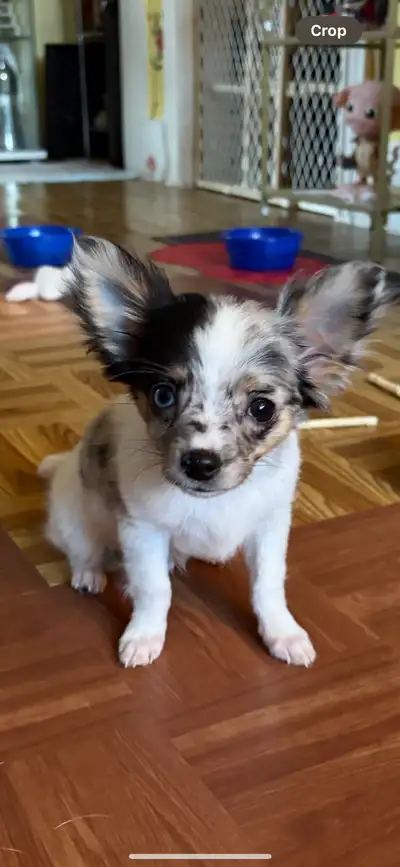 Chihuahua puppy, View more