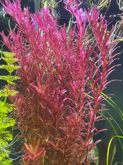 Rotala rotundifolia aquarium plant, View more