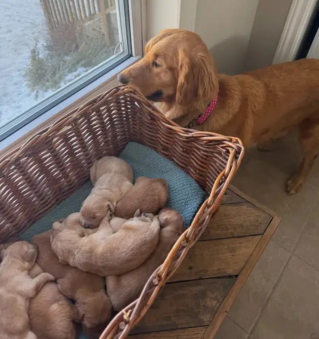 Golden Retriever Puppies: Show Lines! OFA CHIC certified! in Dogs & Puppies for Rehoming in Norfolk County - Image 9