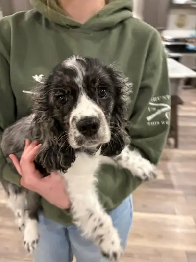 Cocker Spaniel puppy, View more