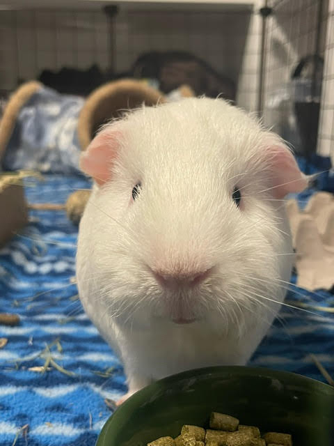 BOINK. 18-Month-Old, Gentle, Charming and Super Cute Guinea Pig in Small Animals for Rehoming in Oshawa / Durham Region - Image 2
